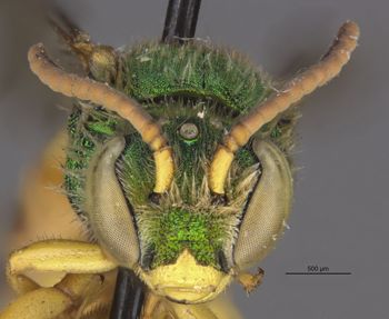 Media type: image;   Entomology 32616 Aspect: head frontal view